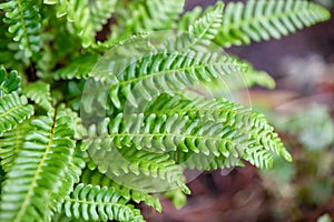 Deer fern Struthiopteris spicant, with green leaves photo